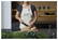 Cocina GRS Recycled Cotton (160 g/m²) schort