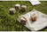 Outdoor Dice Game dobbelspel