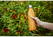 Topflask 750 ml Single Wall drinkfles