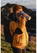 Circular&Co Reusable Bottle 600 ml waterfles