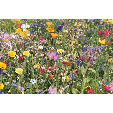 FLOMIX Mix bloemzaden schijf