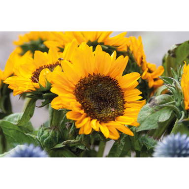 GIRASOL Zonnebloemzaadjes in envelop