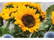 GIRASOL Zonnebloemzaadjes in envelop