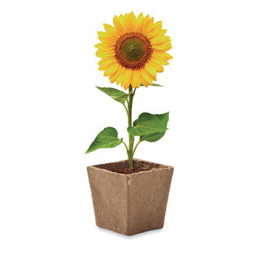SUNFLOWER KIT Zonnebloem kweekset