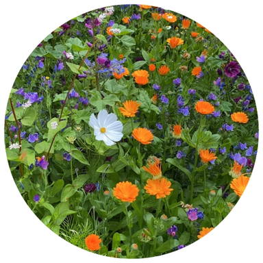 Bloemenzaad snijbloemen 4 gram