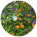 Bloemenzaad snijbloemen 4 gram