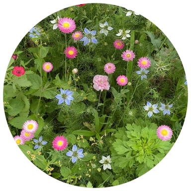 Bloemenzaad droogbloemen 4 gram