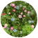 Bloemenzaad droogbloemen 4 gram
