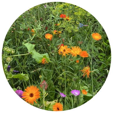 Bloemenzaad wilde bloemen 4 gram