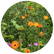 Bloemenzaad wilde bloemen 4 gram