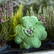 Schmoozies® Cloverleaf