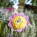 Schmoozies® Flower