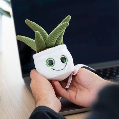Schmoozies® Evergreenies® Aloe Vera