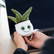 Schmoozies® Evergreenies® Aloe Vera