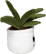 Schmoozies® Evergreenies® Aloe Vera