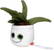 Schmoozies® Evergreenies® Aloe Vera