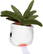 Schmoozies® Evergreenies® Aloe Vera