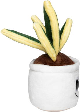 Schmoozies® Evergreenies® Snake Plant