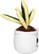 Schmoozies® Evergreenies® Snake Plant