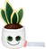 Schmoozies® Evergreenies® Snake Plant