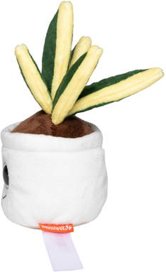 Schmoozies® Evergreenies® Snake Plant