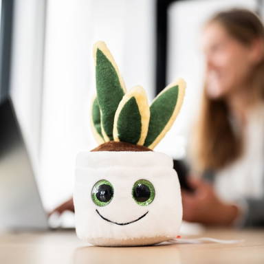 Schmoozies® Evergreenies® Snake Plant