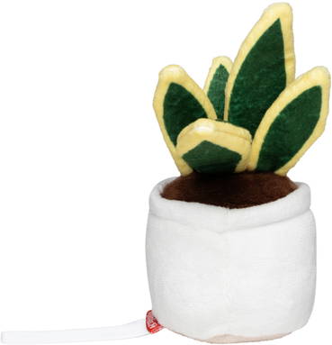 Schmoozies® Evergreenies® Snake Plant