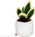 Schmoozies® Evergreenies® Snake Plant