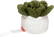 Schmoozies® Evergreenies® Succulent