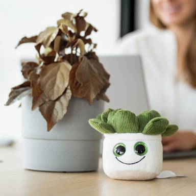 Schmoozies® Evergreenies® Succulent