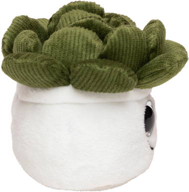 Schmoozies® Evergreenies® Succulent