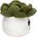 Schmoozies® Evergreenies® Succulent