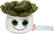 Schmoozies® Evergreenies® Succulent