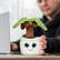 Schmoozies® Evergreenies® Palm Tree