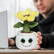 Schmoozies® Evergreenies® Sunflower