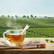 Theestick voor 1 kop thee - Rooibos energy
