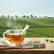 Theestick voor 1 kop thee - Kruiden rooibos-munt