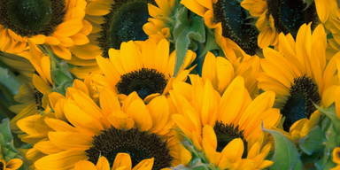 Sproutworld geslepen potlood met zaadjes en headercard - Houtbruin