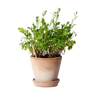 Sproutworld geslepen potlood met zaadjes en headercard - Houtbruin