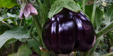 Sproutworld geslepen potlood met zaadjes en headercard - Houtbruin