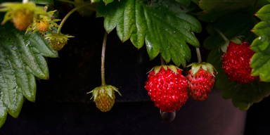 Sproutworld geslepen potlood met zaadjes en headercard - Houtbruin
