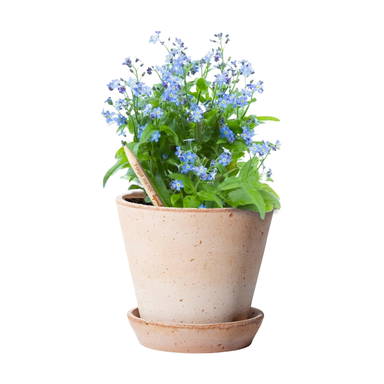Sproutworld geslepen potlood met zaadjes en headercard - Houtbruin