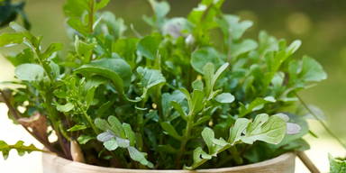 Sproutworld ongeslepen potlood met zaadjes en headercard - Houtbruin