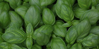 Sproutworld ongeslepen potlood met zaadjes en headercard - Houtbruin