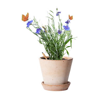 Sproutworld ongeslepen potlood met zaadjes en headercard - Houtbruin