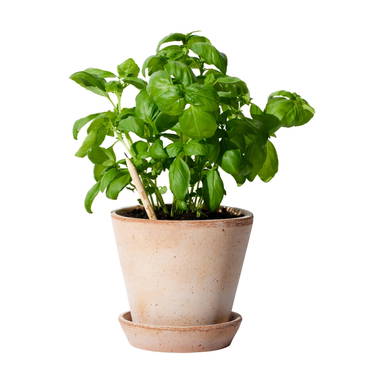 Sproutworld ongeslepen potlood met zaadjes en headercard - Houtbruin