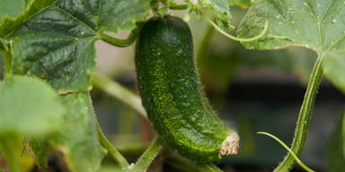 Sproutworld ongeslepen potlood met zaadjes en headercard - Houtbruin