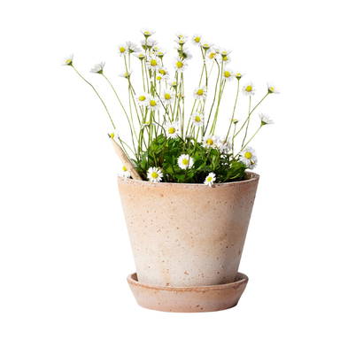 Sproutworld ongeslepen potlood met zaadjes en headercard - Houtbruin