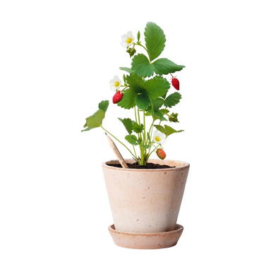 Sproutworld ongeslepen potlood met zaadjes en headercard - Houtbruin