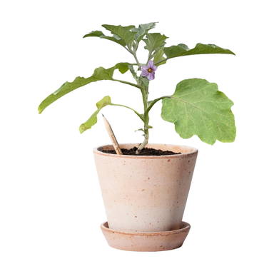 Sproutworld ongeslepen potlood met zaadjes en headercard - Houtbruin